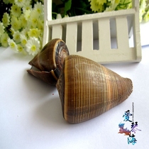 Full 28 yuan natural conch shell line Cono snail 6-8cm striped Cono snail