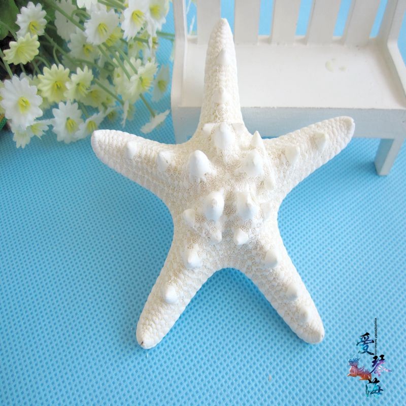 Full 28 natural conch shells white overlord starfish 7-9cm starfish coral