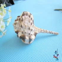 Full 28 natural conch shell small pipe snail 7-9cm pipe snail coral