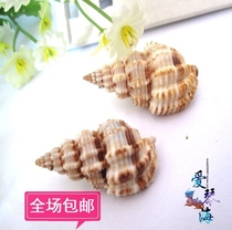 Full 28 yuan natural conch shell linen snail stripe snail 2-3cm sea shell coral