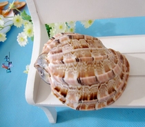 Full 28 natural conch shell pipa snail harp snail 7-8cm conch shell