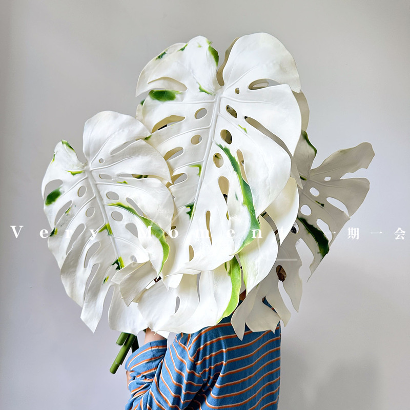 High-Quality Imitation of Giant Tropical Foliage Plants, Leaves in an Instagram-Style Design for Indoor Landscaping, White Variegated Monstera Leaves