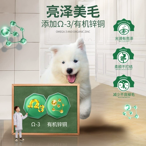 Выбор щенков Самоя, посвященных 5 кг10 котлам в течение более 3 месяцев, и больше средних и крупных собак подходят для натурального корма для собак