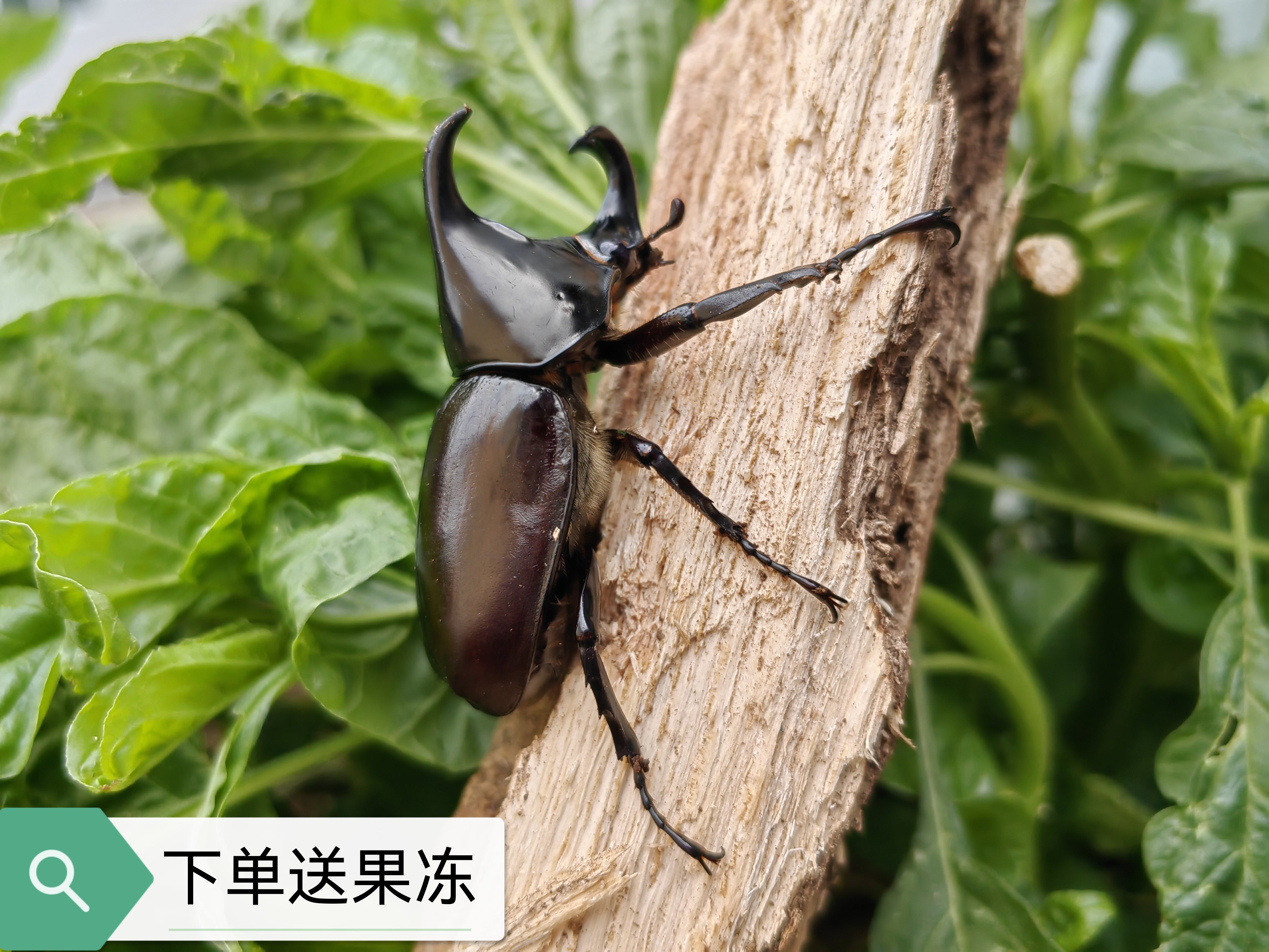 25年必买！姬兜佛罗伦斯姬兜独角仙成虫甲虫，网红宠物避坑指南-甲虫-淘宝好物网