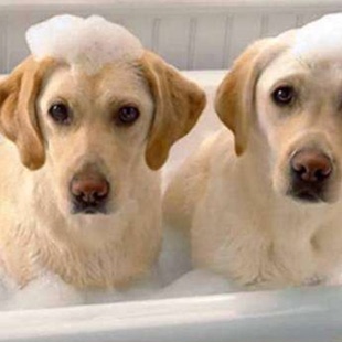 在家给狗狗洗澡需要注意这3个方面
