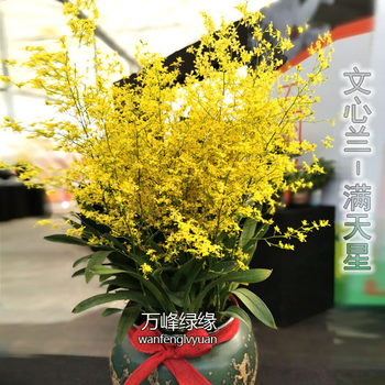Green orchids, stars, yellow orchids, dancing orchids, auspicious orchids, indoor desktop potted plants, good flowers