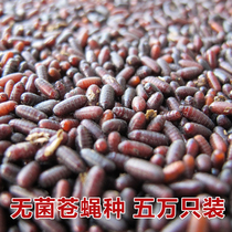 Big Yuan professional fly species engineering fly species Pupa maggot species (50000 pieces)special price