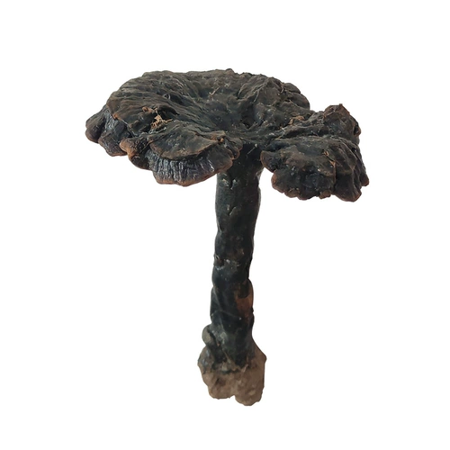 Аутентичный чистый натуральный Гуйчжоу дикий черный и фиолетовый ганодерма сухие товары целые ветви нарезанных кусочек нинцхи и вина подлинные новые товары 250g