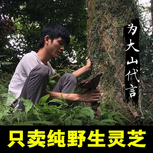 Аутентичный чистый натуральный Гуйчжоу дикий черный и фиолетовый ганодерма сухие товары целые ветви нарезанных кусочек нинцхи и вина подлинные новые товары 250g