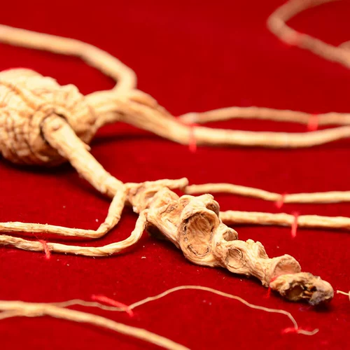 Аутентичный северо -восточный женьшень 60 лет Джилина Чангбайского горного леса Генденс Шаньяма женьшень дикий женьшень