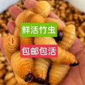 广宁竹虫竹苗