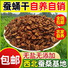 First-Grade Dried Silkworm Pupae, a Specialty of Shiquan, Shaanxi Province, 2025 Dried Silkworm Pupae, Pure Dried Mulberry Silkworm Pupae, Original Flavor Dried Silkworm Pupae