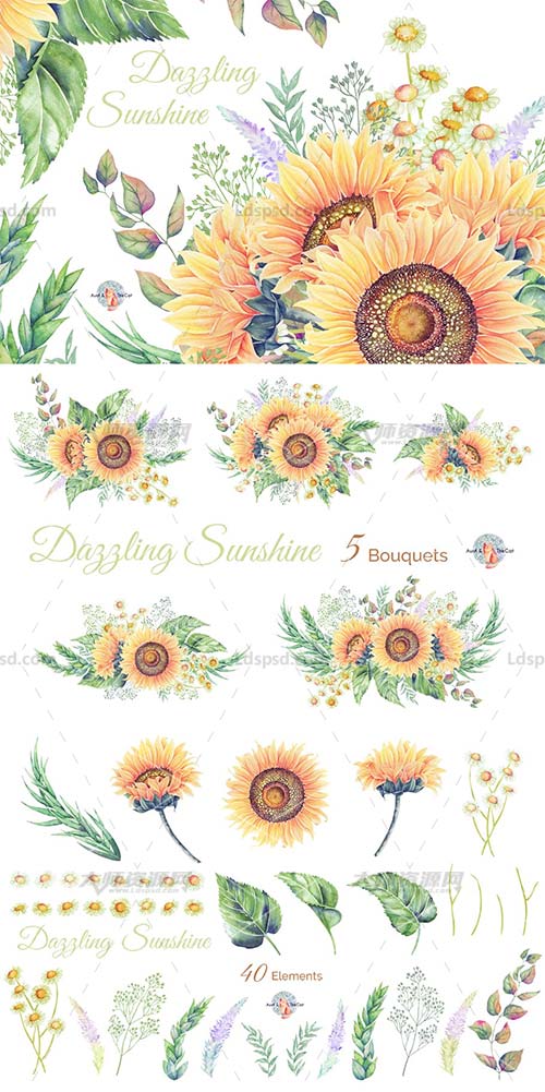 45张高清透明的北欧风向日葵/甘菊PNG图片：Dazzling Sunshine Watercolor Clipart