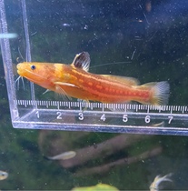 Three-line catfish native stream fish three-line cat small underwater tank bottom tool ornamental fish