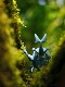 Pokémon Bada Butterfly, Charizard, Fire-breathing Dragon Kentero, Second Generation, Giant Trumpet Figure Ornament Toy