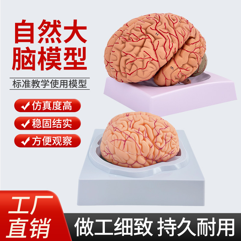 1:1比例人体大脑解剖模型 脑半球脑干脑室间脑小脑模型神经外科