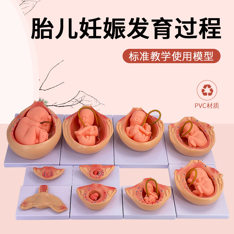 胎儿妊娠发育过程 胚胎妊娠过程模型 胎儿发育过程模型胚胎模型