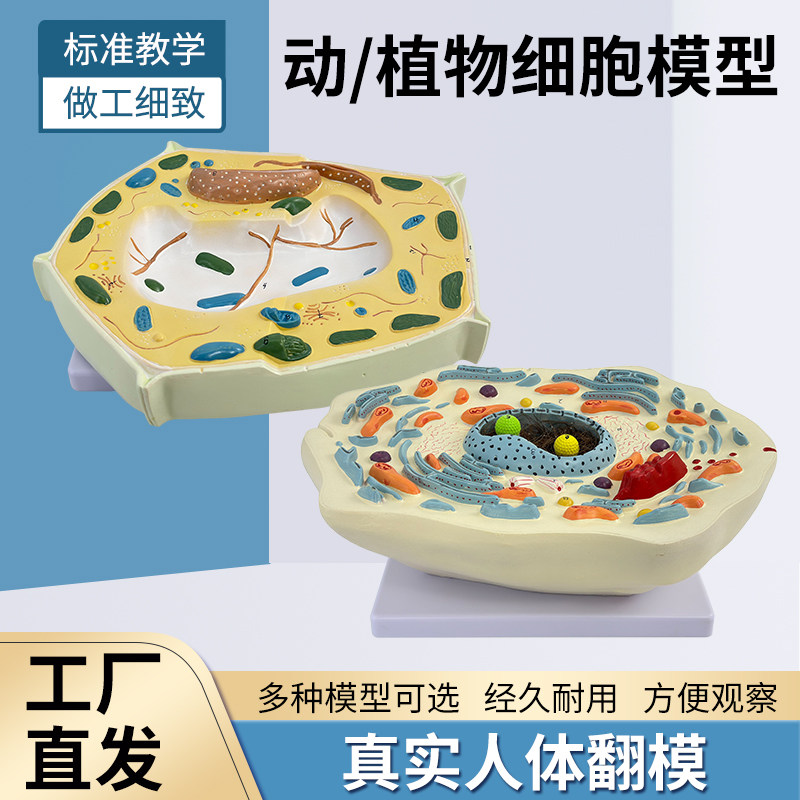 动物细胞模型显微结构解剖模型 细胞膜 细胞质 细胞核 线粒体