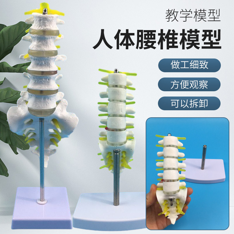 人体脊柱模型脊椎骨腰椎模型 腰椎结构腰椎间盘 关节模具病理腰椎