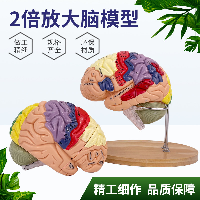 高端医学医用两倍放大版人体大脑神经解剖人脑端脑室功能区分模型