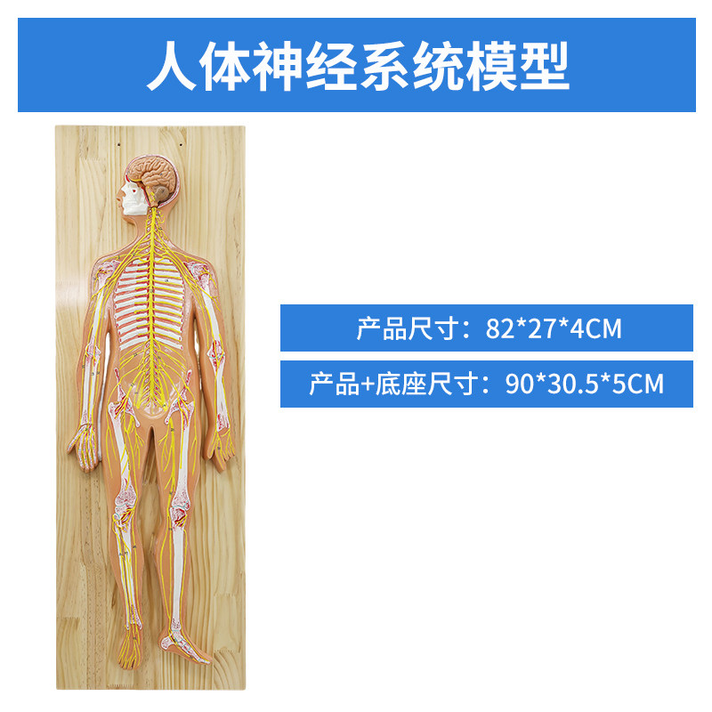 教学人体神经系统解剖模型 中枢神经脑脊髓 躯干模型 脊神经模型