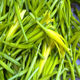 Daylily seedlings, daylily seedlings, daylily root seedlings, daylily seedlings, garden seedlings, four-season planting, ready-to-dig delivery