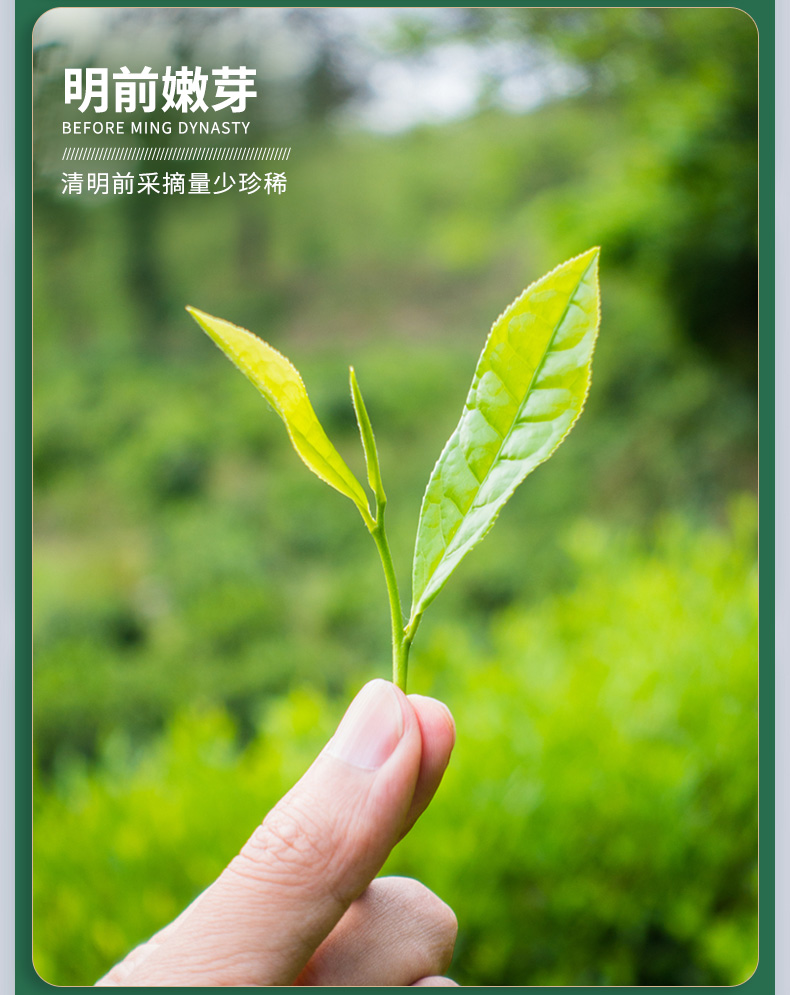 中闽飘香 明前嫩芽 碧螺春 125g 图2