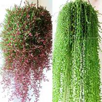 Foeball chandeliers purple-moon chandelier Good adoptive multimeat plant lovers tears potted office radiation to purify the air