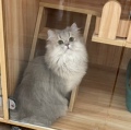 落落の猫小屋