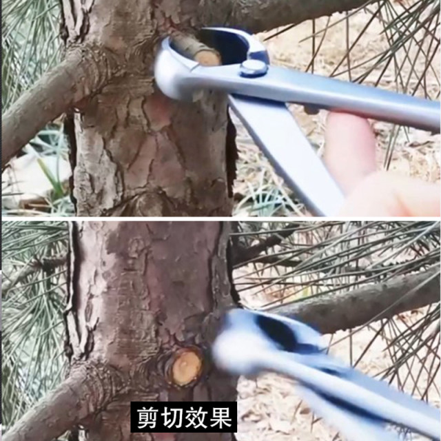 Maxwang ball joint scissors bonsai pruning professional tool ball scissors ຮູບຮ່າງຂະຫນາດໃຫຍ່ຫົວບານສະແຕນເລດ