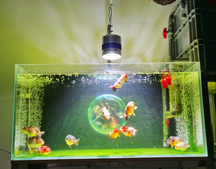 Excellent waterscape full spectrum professional algae explosion lamp moss lamp downlight green moss green algae green hair lamp fish tank lamp bracket lamp