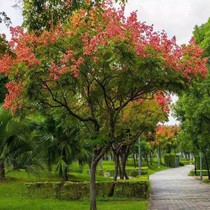 Luan Tree Miao Luan Tree Large sapling courtyard scenic tree Beijing Luan trees Yellow Mountain Luan trees Greening Miao Miao Miao