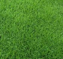 Tall fescue seed easy-to-live bluegrass garden slope protection grass grass seeds do not trim dog root