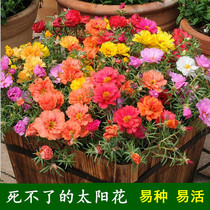 Sunflower seeds double multicolor easy to germinate easy to germinate potted flower seeds large flower purslane