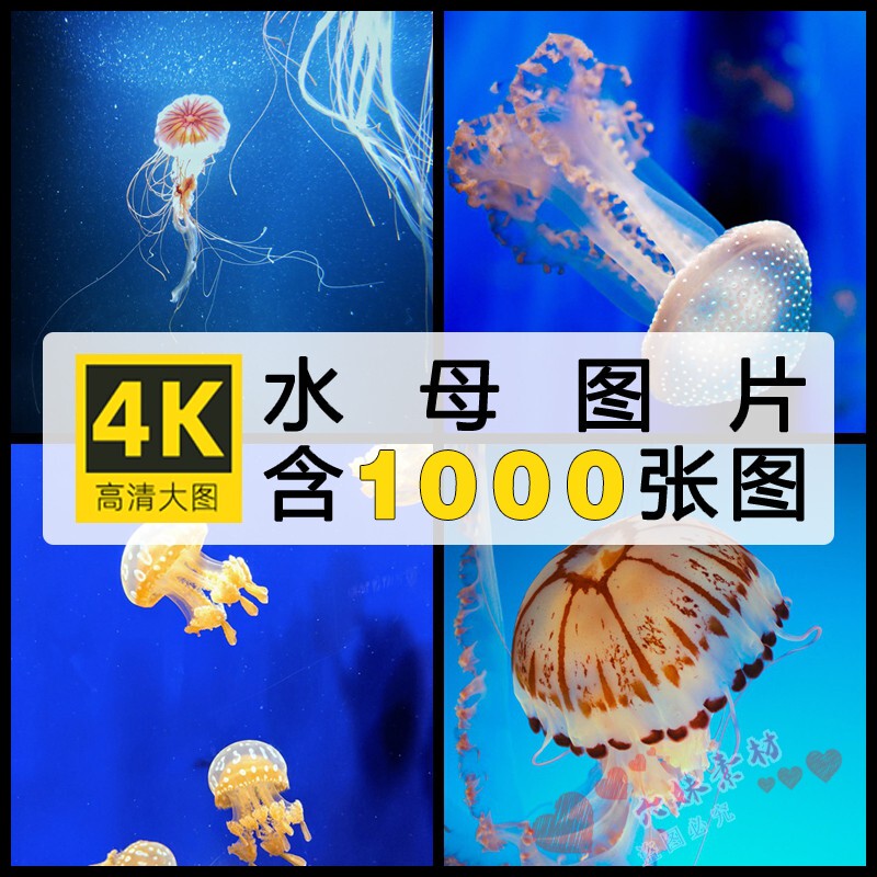 High-Definition Beautiful Jellyfish Images, Photos of Marine Life, Photography, Mobile Phone and Computer 4K Wallpapers, Painting Reference, Ps Materials
