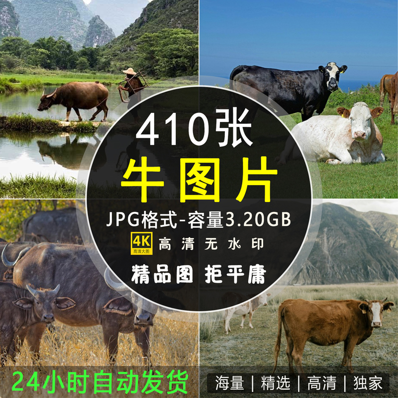 High-Definition 4K Image Collection: Cow Images, Dairy Cows, Yellow Cows, Water Buffaloes, Working Cows, Bull Ranch Photography Photos, Jpg Design Materials High-Definition 4K Image Collection: Cow Images, Dairy Cows, Yellow Cows, Water Buffaloes, Working Cows, Bull Ranch Photography Photos, Jpg Design Materials