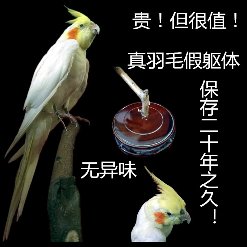 Home Decoration Artificial Bird Feather Bird Fake Bird Hotel Decoration Cockatiel Bird Wall Hanging