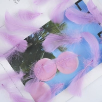 Около 50 светло -фиолетовых фиолетовых фиолетовых фиолетовых