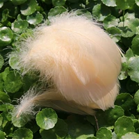 50 светло -желтого темного шампанского 50 корней