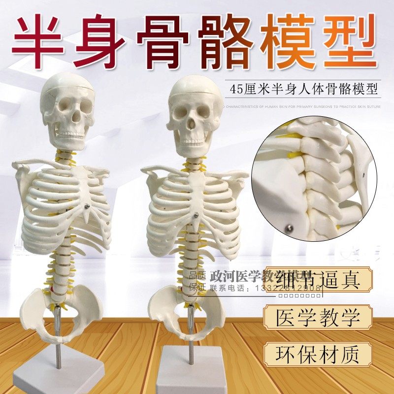 45cm比例半身人体骨骼模型 医用教学模型有支架骨骼模型脊椎模型