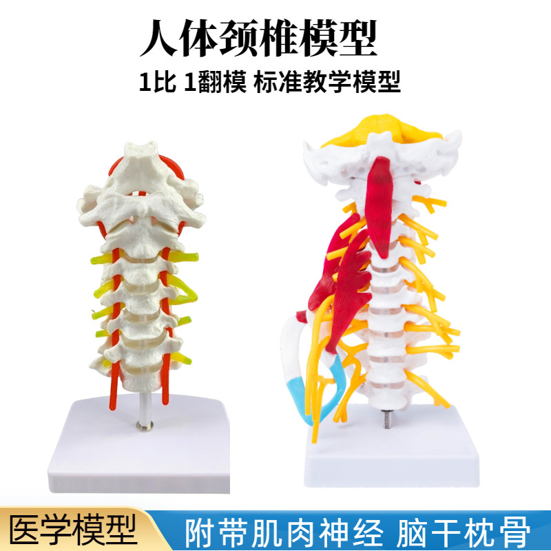 人体颈椎模型带颈动后枕骨椎间盘与神经脑干颈椎模型关节骨骼模型