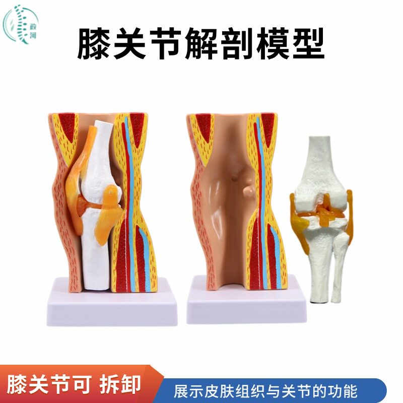 人体膝关节功能解剖模型可拆卸皮肤骨骼韧带半月板切面医教学演示