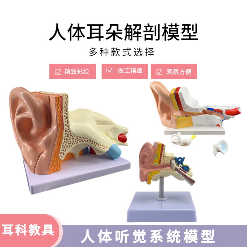 耳模型 耳朵解剖结构 内耳迷路模型耳鼻喉科 人体听觉系统模型