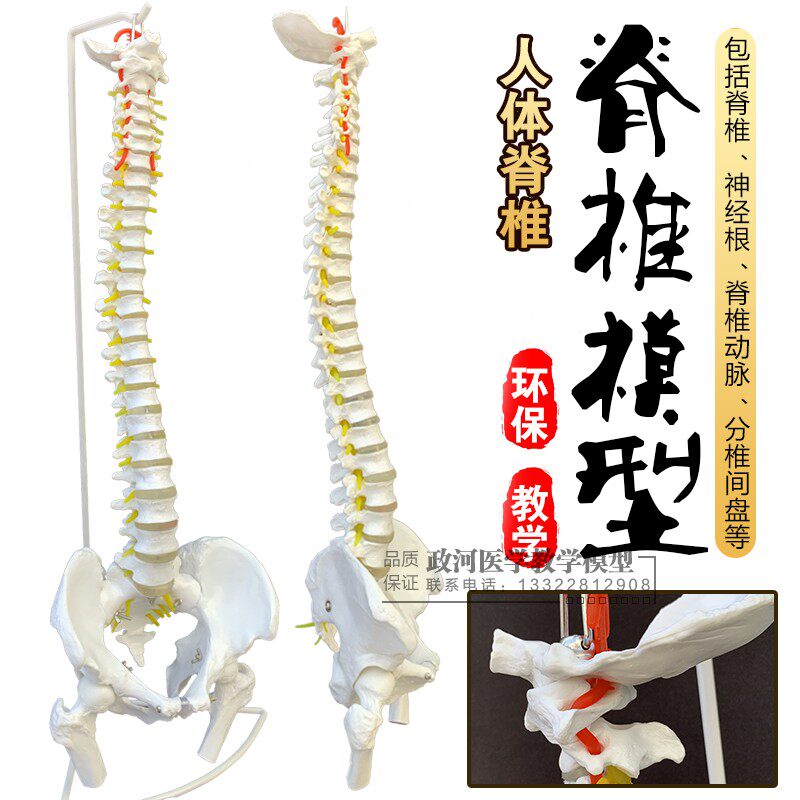新款脊柱模型脊椎模型1:1脊椎模型带颈椎胸椎尾椎 骨骼模型包邮