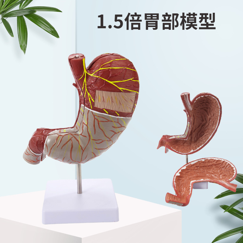 成人胃解剖模型胃模型正常胃解剖教学模型1,人体胃解剖模具