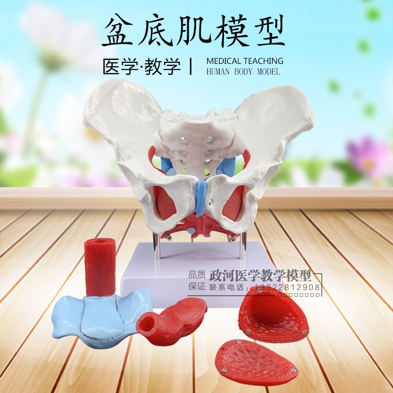 女性骨盆及盆底肌肉模型  盆骨模型 人体骨骼模型 产妇盆骨模型