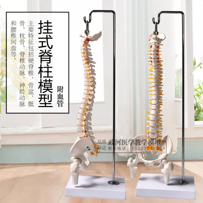 人体脊椎模型骨骼骨架脊椎骨模型股骨45CM正骨练习教学颈椎模型
