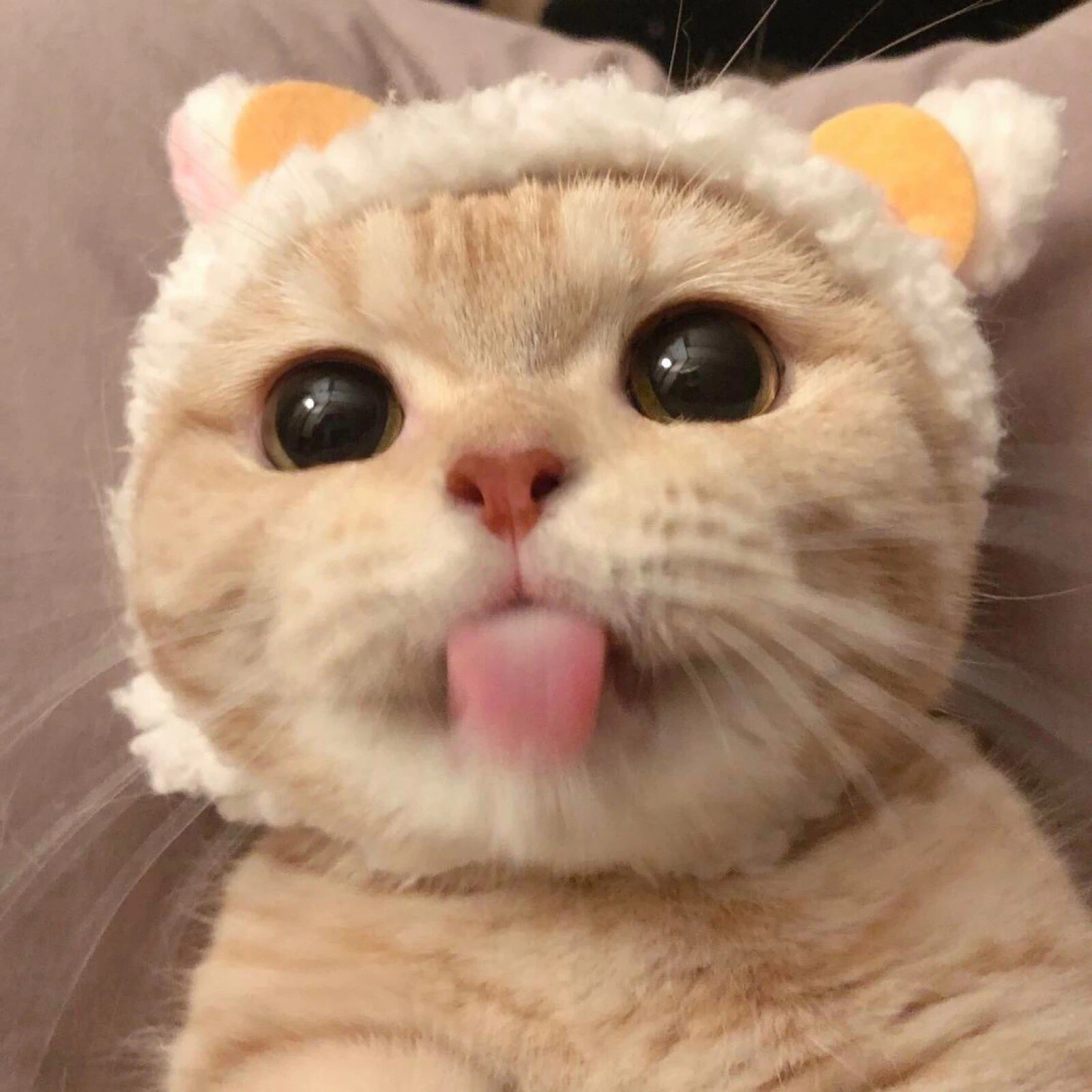 心心宠物生活馆