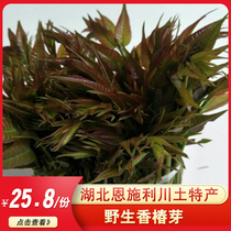 Hubei Enshi Lichuan specialty wild toon sprouts spring sprouts fresh vegetables Organic vegetables seasonal vegetables 500 grams