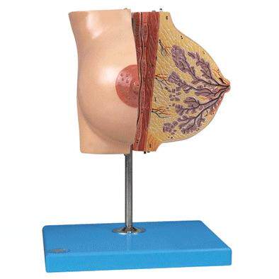 静止期女性乳房模型/解剖模型/胸部模型A15110